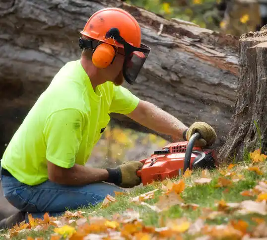 tree services Chesilhurst